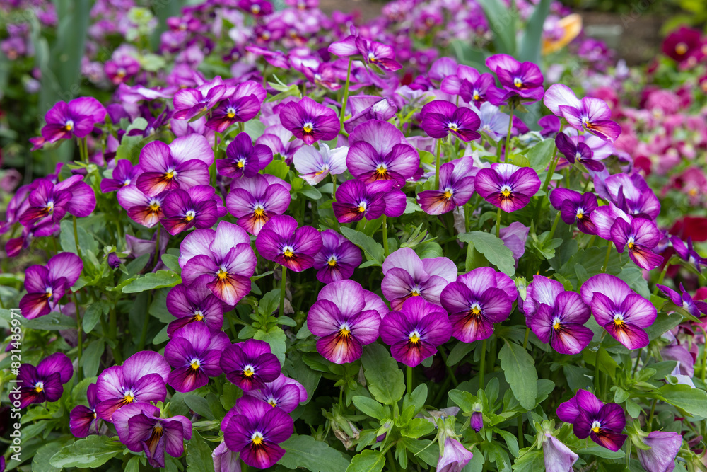 Beautiful viola flowers blooming in spring carden. Beautiful viola flowers blooming in spring carden.