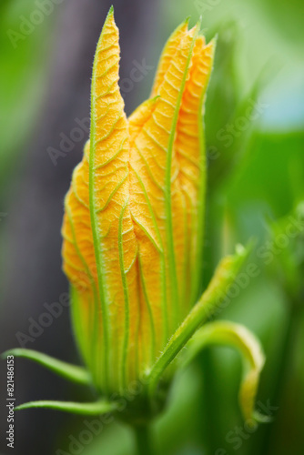 Fresh zucchini flowers close-up