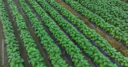 Tobacco leaf plant grow at field photo