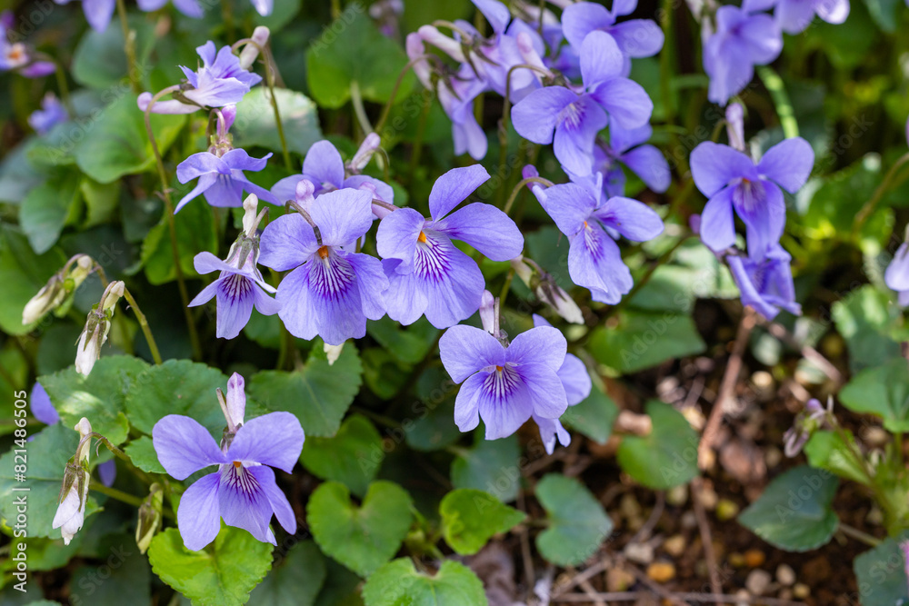 Viola grypoceras A.Gray flowers that bloom with the arrival of spring.