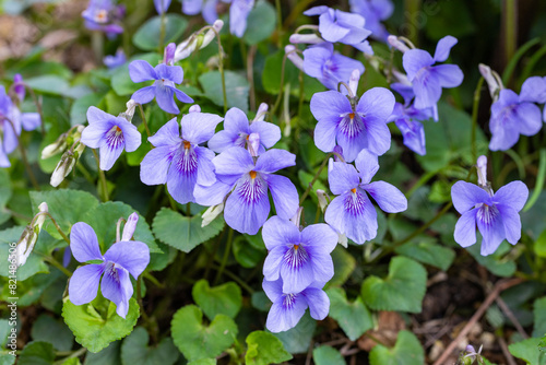 Viola grypoceras A.Gray flowers that bloom with the arrival of spring.