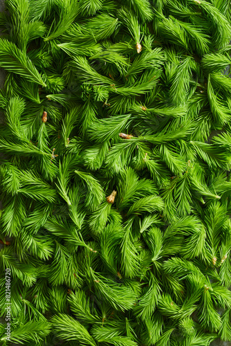 Freshly picked fir tips greens photo