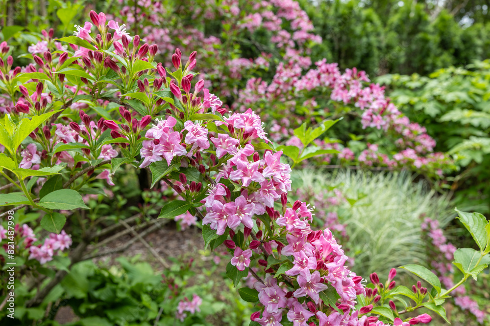 Beautiful pink flowers of weigela florida blooming in the garden. Beautiful pink flowers of weigela florida blooming in the garden.