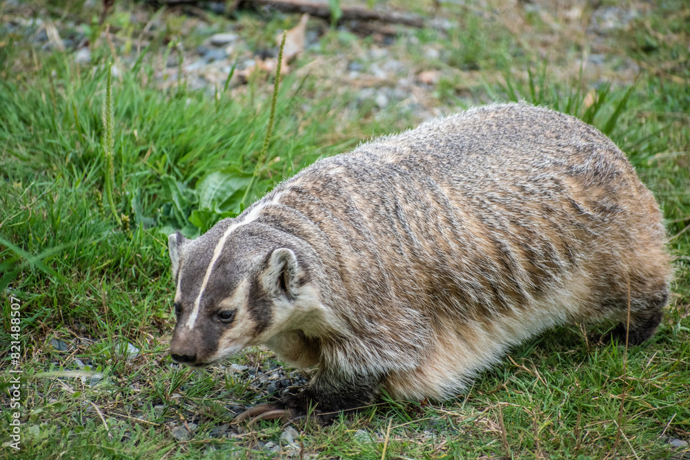 Naklejka premium Capture the essence of North America's untamed wilderness with this stunning close-up image of an American Badger in its natural habitat.