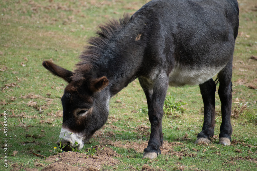 In this serene image, a majestic black donkey stands gracefully and peacefully grazes on the tender blades of grass. In this serene image, a majestic black donkey stands gracefully and peacefully grazes on the tender blades of grass.