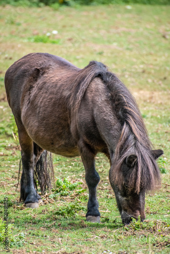 In this serene image, a majestic black donkey stands gracefully and peacefully grazes on the tender blades of grass.
