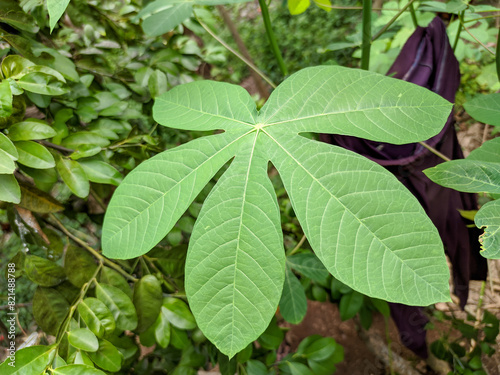 Wallpaper Mural A close-up photo of a cassava leaf unveils its remarkable details. Torontodigital.ca