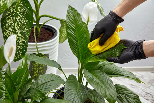 Caring for house plants in white pots. View of hands in rubber gloves wiping dust from plant leaves