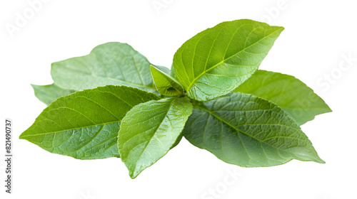 Close-Up Serenity: Intricate Elegance of a Green Leaf
