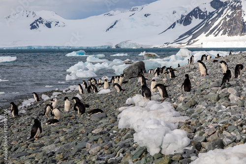 A Colony / Rookery of Adelie Penguins on the Rocky Beach at Pourquoi Island, Antarctica Peninsula  photo