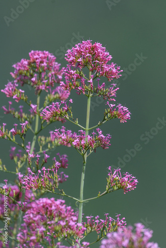 Close-up shot of Red Valerian Centranthus ruber