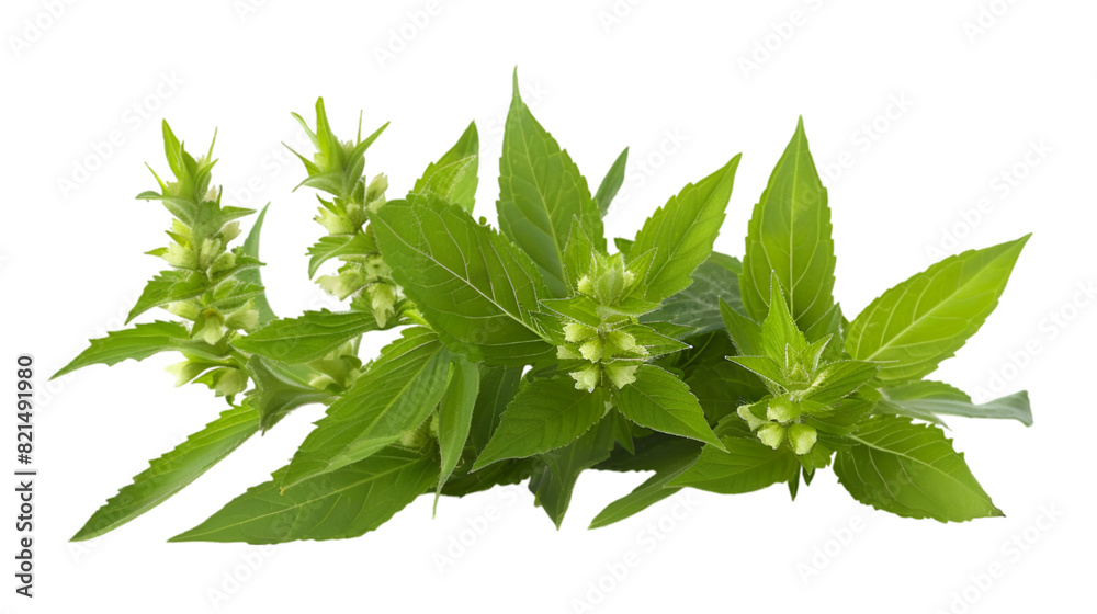 Serene Beauty: A Delicate Plant with Serrated Leaves and Lilac Blossoms Serene Beauty: A Delicate Plant with Serrated Leaves and Lilac Blossoms