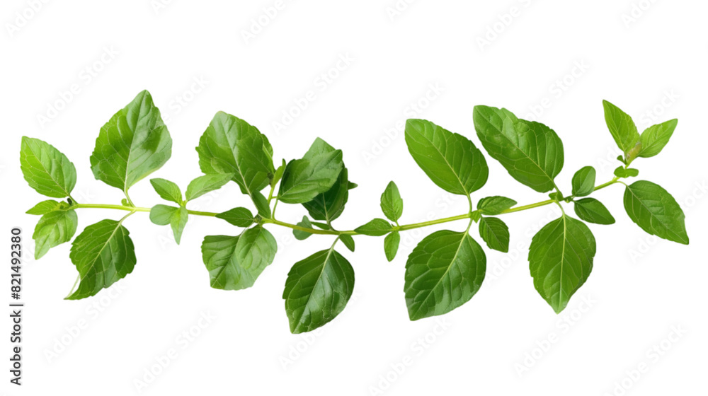 Close-Up Beauty: Serene Greenery in a Pot Close-Up Beauty: Serene Greenery in a Pot