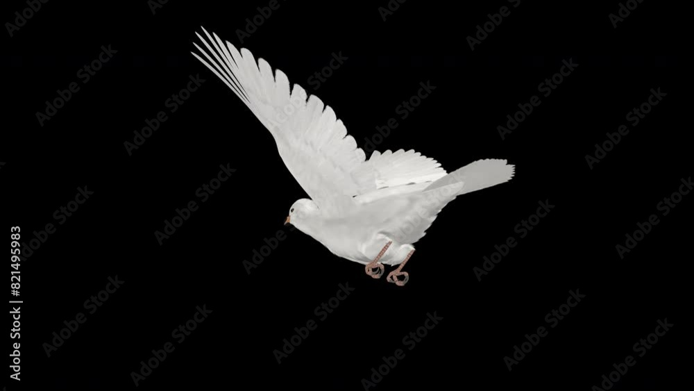 White Dove Pigeon Bird - Flying Loop - Low Angle Back Side Ground to ...