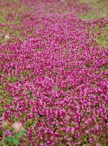 Wild Thyme in Bloom Up Close