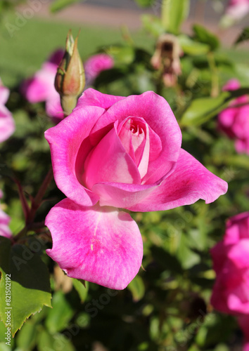 Close up of a pink rose flower with its petals partially opened on a plant in a garden