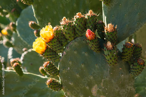 Detalle de una chumbera, opuntia ficus, a finales de primavera con flores y frutos photo