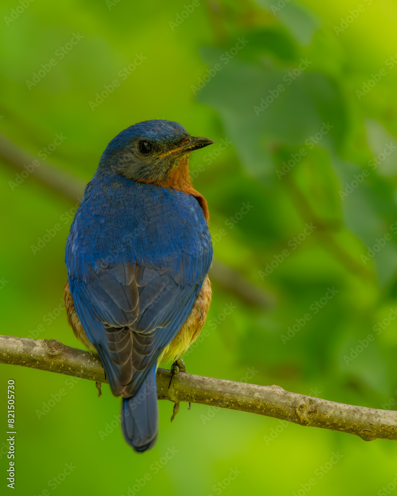 Male Bluebird perched on a tree branch Male Bluebird perched on a tree branch