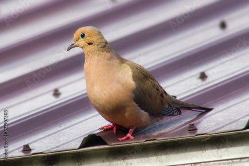 The Mourning Dove (Zenaida macroura) is a medium-sized, grayish-brown bird with a long, tapered tail. Its mournful cooing is a familiar sound in North America.