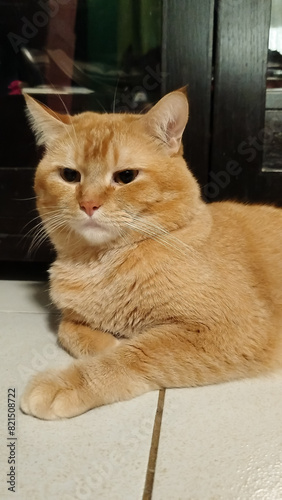 Wallpaper Mural ginger tabby cat mixed Persian breed posing for the camera Torontodigital.ca