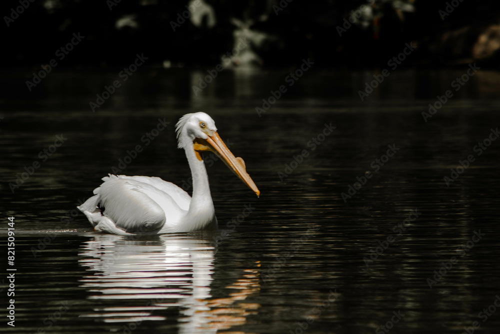 Pelican Pelican