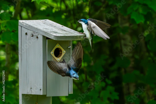 Tree Swallow Parents Bringing an insect to the birdhouses