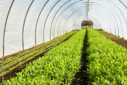 Arugula Growing in a Lettuce Tunnel photo