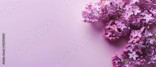Beautiful purple lilac flowers on a pastel pink background. Perfect for spring themes  romantic designs  and floral decorations.