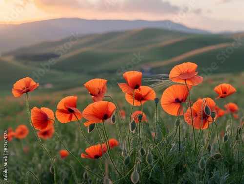 A field of red poppies with a beautiful sunset in the background