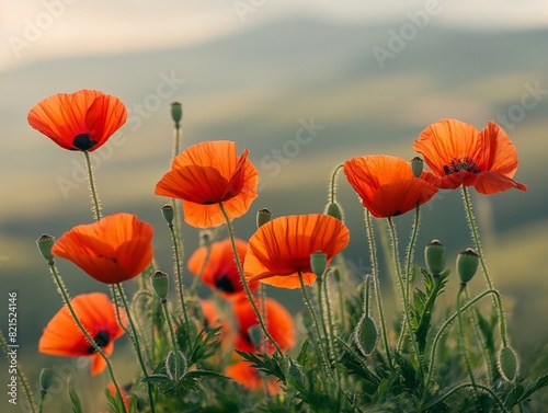 A field of red poppies with a mountain in the background