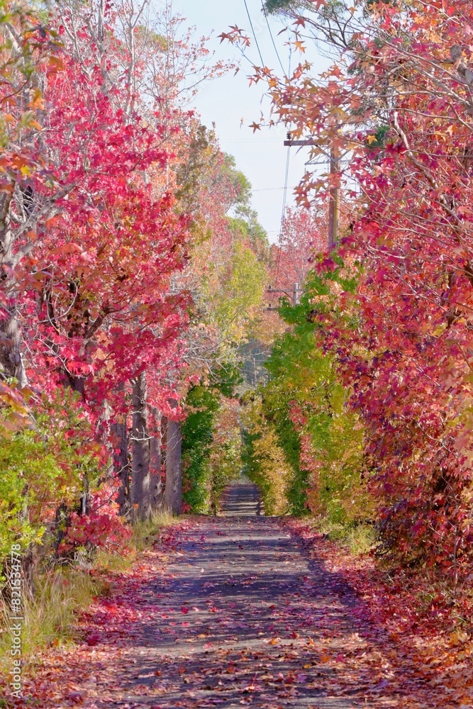 Naklejka premium Autumn in Dural