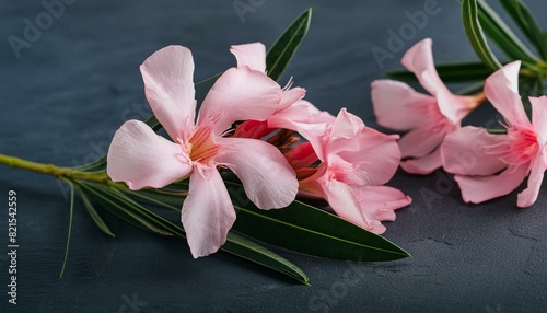 Nerium oleander  Pink oleander flowers isolated on white background with clipping path