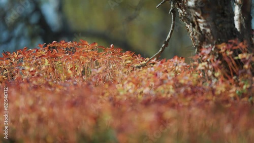 Brightly colored vegetation covers the ground in the autumn forest. Parallax video. photo