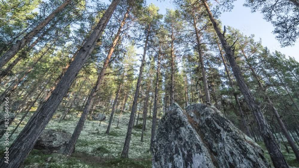 Sunlit pine forest. Tall trees reach to the sky. The ground is covered with soft moss. A timelapse video. Sunlit pine forest. Tall trees reach to the sky. The ground is covered with soft moss. A timelapse video.