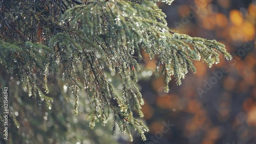 Pine tree branches strewn with raindrops. Parallax sot, bokeh background. photo