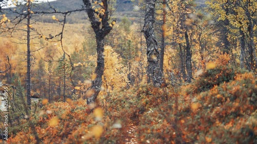 Bright colours of autumn in the Norwegian forest. photo