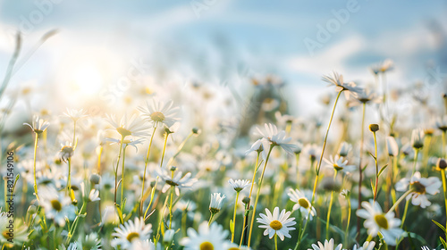A beautiful spring summer meadow with wild flowers of daisies against a blue sky, creating a serene and vibrant natural landscape.