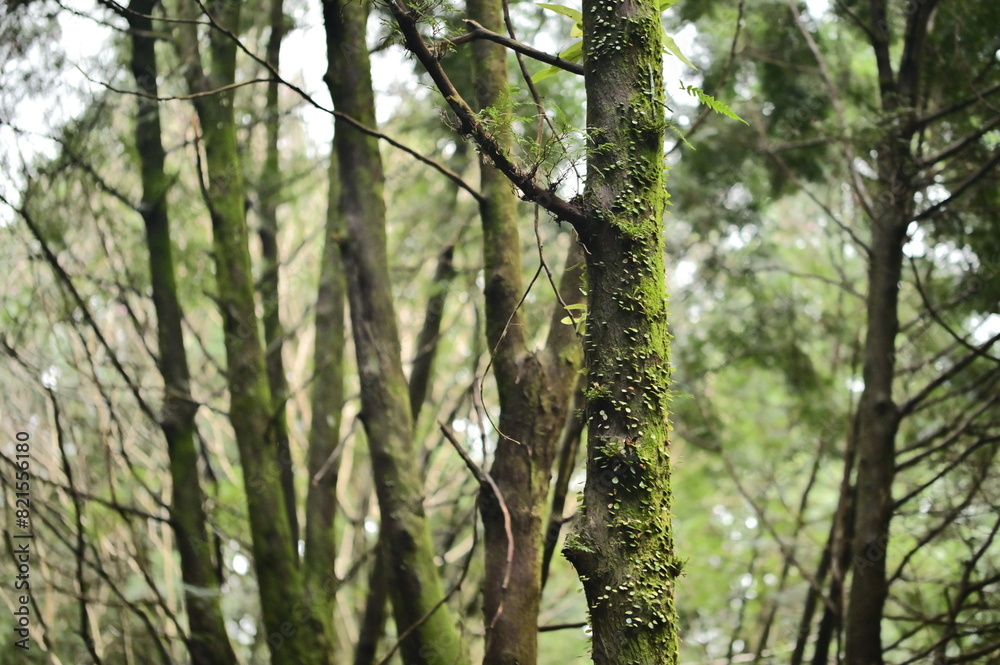 Naklejka premium Amidst a rich natural landscape, sunlight filters through the canopy, illuminating a mossy tree trunk adorned with verdant climbers.