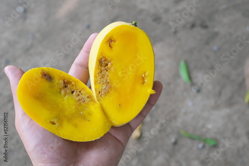 Closeup of sliced ripe Philippine mango with damaged yellow flesh by fruit fly. photo