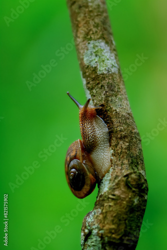 Detailed capture of a snail crawling along a tree branch. Vibrant colors and natural light enhance the beauty of the scene in Wulai, New Taipei City, Taiwan.