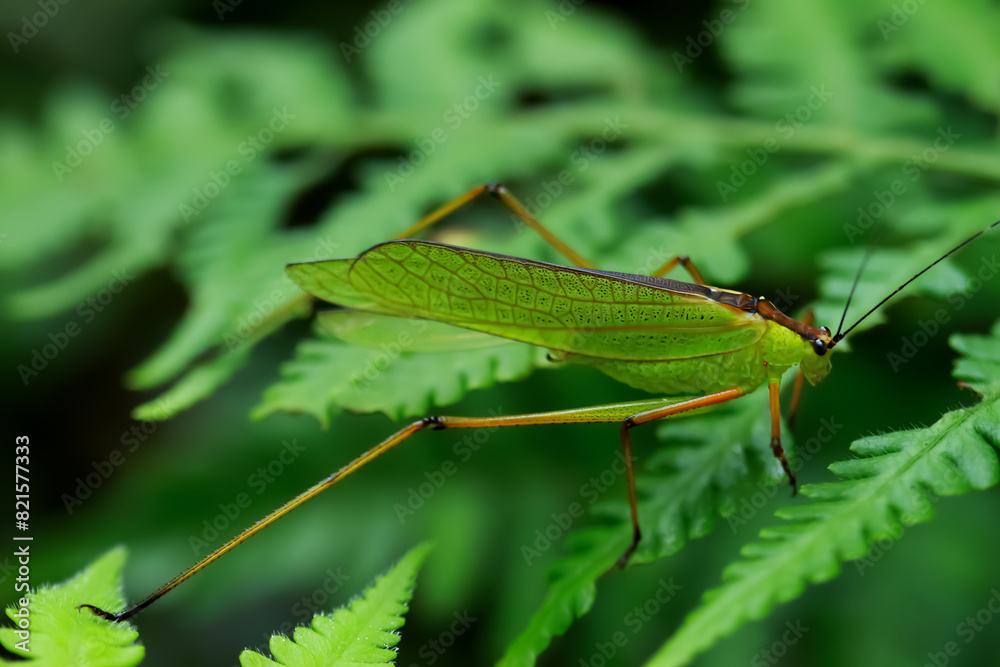 Detailed macro photo of a Tettigoniidae (or katydid), showing its vibrant green color and intricate body pattern. Wulai, Taiwan. Detailed macro photo of a Tettigoniidae (or katydid), showing its vibrant green color and intricate body pattern. Wulai, Taiwan.