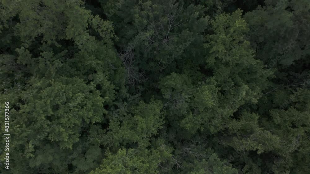 Outdoor arial view of trees in the forest