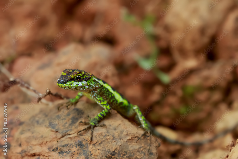 Detailed macro photo of Japanura swinhonis, showing its vibrant green color and intricate body pattern. Captured in its natural environment. Wulai, Taiwan. Detailed macro photo of Japanura swinhonis, showing its vibrant green color and intricate body pattern. Captured in its natural environment. Wulai, Taiwan.