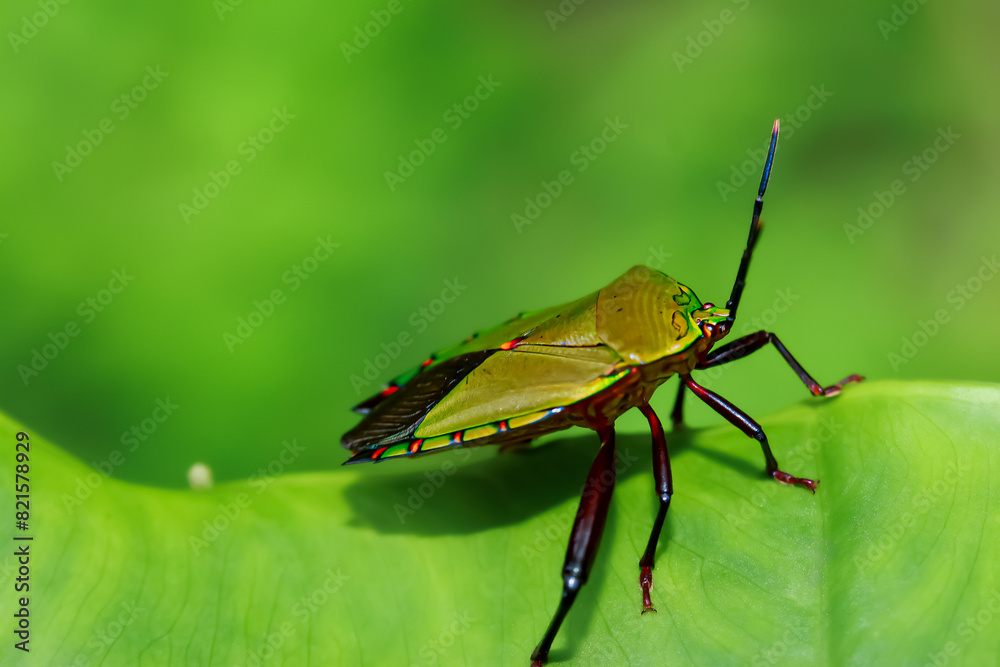 Detailed macro shot of colorful stink bug on leaf texture. Showcasing the beauty of entomology in its natural habitat. Wulai, Taiwan. Detailed macro shot of colorful stink bug on leaf texture. Showcasing the beauty of entomology in its natural habitat. Wulai, Taiwan.