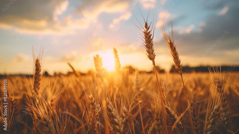 Close-up of a golden wheat field at sunset, dramatic clouds and blue sky in the background, warm lighting highlighting the textures, serene scene Close-up of a golden wheat field at sunset, dramatic clouds and blue sky in the background, warm lighting highlighting the textures, serene scene