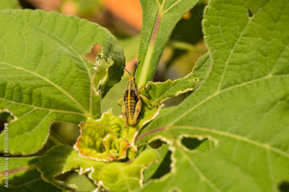 grasshopper on a leaf grasshopper on a leaf