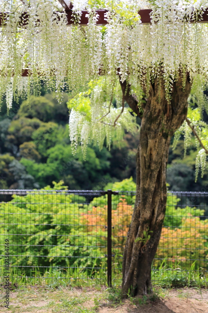 Fototapeta premium 白い藤の花 霧島市和気神社 
