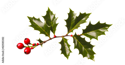Christmas Holly Flower
