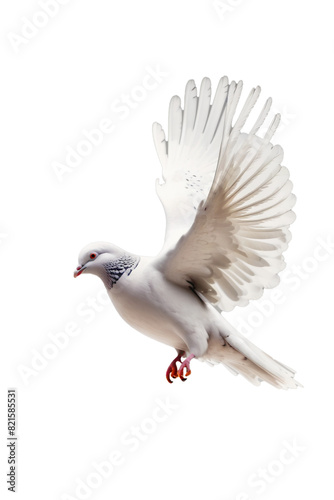 Pure White Dove Flying
