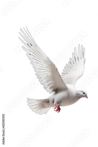 Tranquil Dove in Flight
